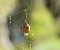 Argyrodes_antipodianus_D5985_Z_88_Home Wendy Eiby_Australie